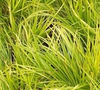 Dwarf Golden Sweet Flag Picture