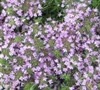 Pink Chintz Thyme