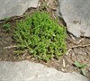 Gold Moss Sedum