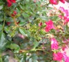Picture about Bugs On Rose Buds