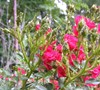 Picture about Bugs On Rose Buds