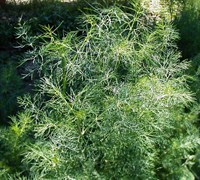Dill Picture