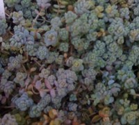 Blue Ridge Sedum Picture