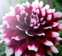 Dinnerplate Dahlia 'Mystery Day' Picture