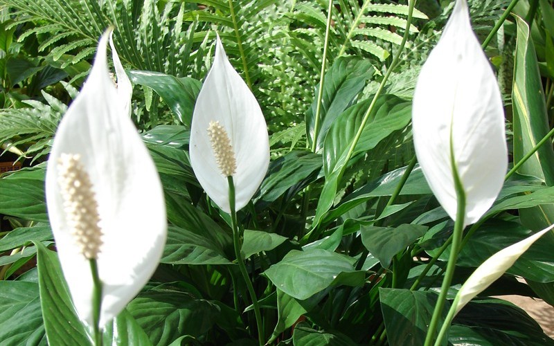Peace Lily Picture