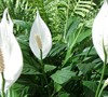 Peace Lily Picture