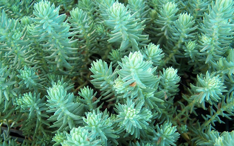 Oracle Sedum