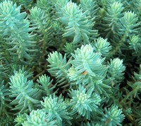 Oracle Sedum