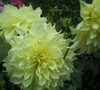 Decorative Dahlia 'Kelvin Floodlight'