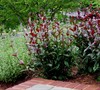 Huskers Red Penstemon