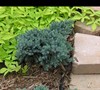 Blue Star Juniper