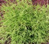 Japanese False Cypress