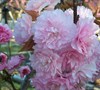 Kwanzan Cherry