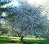 Wild Crabapple