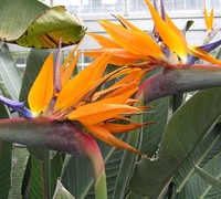 Bird Of Paradise Picture