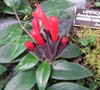 Lipstick Plant