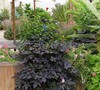 Blackie Sweet Potato Vine