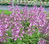 Prarie Twilight Penstemon