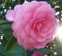Common Camellia Picture
