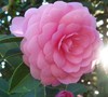 Side Yard Borders