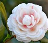 Common Camellia