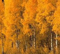 Quaking Aspen Picture