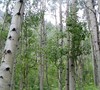 Quaking Aspen