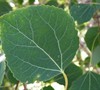 Quaking Aspen