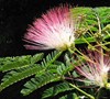 Mimosa Tree