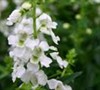 Angel Face White Angelonia