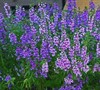 Deep Plum Angelonia