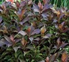 Shining Sensation Weigela