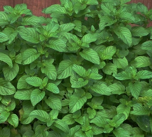 Picture of Chocolate Mint 