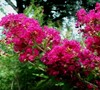 Centennial Spirit Crape Myrtle