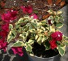 Variegated Bougainvillea