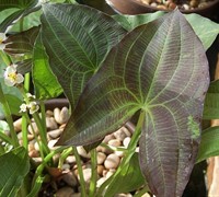 Arrowhead Plant Picture
