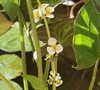 Arrowhead Plant