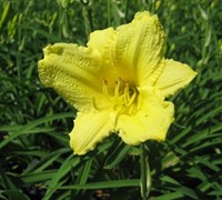 Happy Returns Daylily Picture