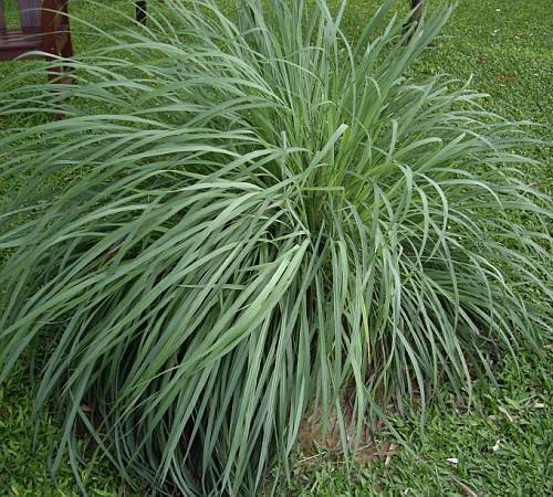 Picture of Lemon Grass