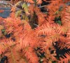 Autumn Gold Bald Cypress
