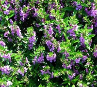 Dark Lavender Angelmist Angelonia Picture