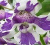 Lavender Stripe Angelonia