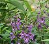 Orchid Angelmist Angelonia