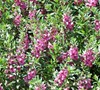 Dark Rose Angelonia