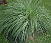 Picture of Lemon Grass