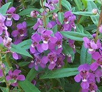 Orchid Angelmist Angelonia Picture