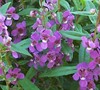 Orchid Angelmist Angelonia