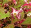Red Epimedium