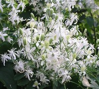 Sweet Autumn Clematis Picture