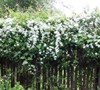 Sweet Autumn Clematis